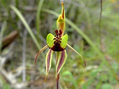Caladenia toxochila