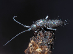 Pogonognathellus longicornis