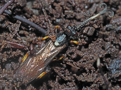 Vulgichneumon