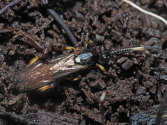 Vulgichneumon