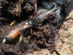 Vulgichneumon