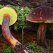 Admirable Bolete - Photo (c) Christian Schwarz, some rights reserved (CC BY-NC), uploaded by Christian Schwarz