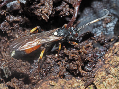 Vulgichneumon