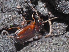 Trechus quadristriatus