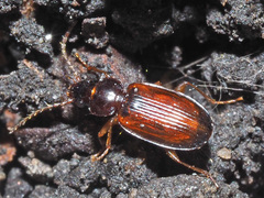 Trechus quadristriatus