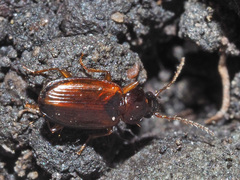 Trechus quadristriatus