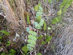 Gingidia grisea