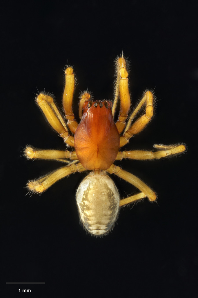 Parafroneta