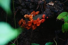 Sarcoscyphaceae