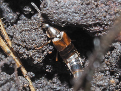 Oxypoda acuminata