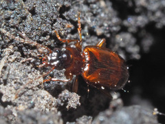 Trechus quadristriatus