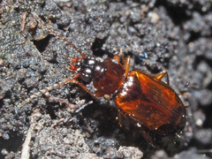 Trechus quadristriatus