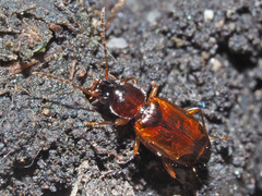 Trechus quadristriatus