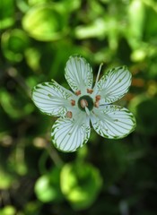 Parnassia grandifolia