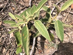 Solanum nemophilum