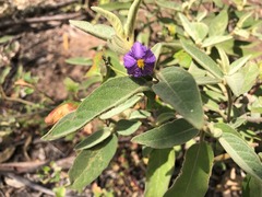 Solanum nemophilum