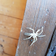 Zoropsis