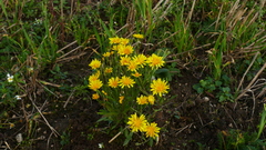 Crepis nigrescens