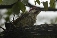 Campethera bennettii bennettii