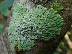 Menegazzia dielsii