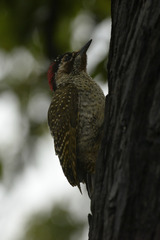 Campethera bennettii bennettii