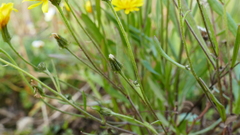 Crepis nigrescens