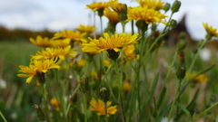 Crepis nigrescens