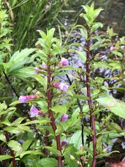Limnophila aromatica