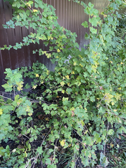 Ribes × nidigrolaria