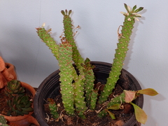 Euphorbia ritchiei