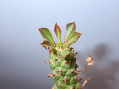 Euphorbia ritchiei