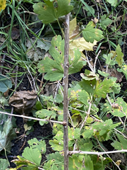 Ribes × nidigrolaria