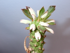 Euphorbia ritchiei