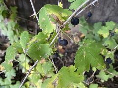 Ribes × nidigrolaria