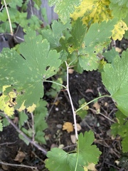 Ribes × nidigrolaria