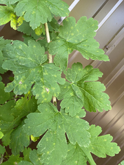 Ribes × nidigrolaria