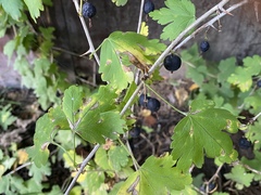 Ribes × nidigrolaria