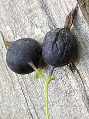 Ribes × nidigrolaria