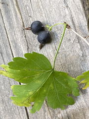 Ribes × nidigrolaria