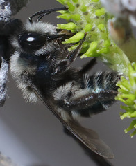 Andrena cerasifolii