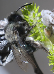 Andrena cerasifolii
