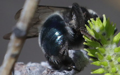Andrena cerasifolii