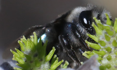 Andrena cerasifolii
