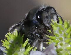 Andrena cerasifolii