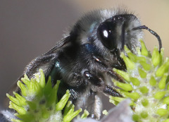 Andrena cerasifolii