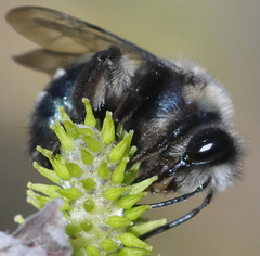 Andrena cerasifolii