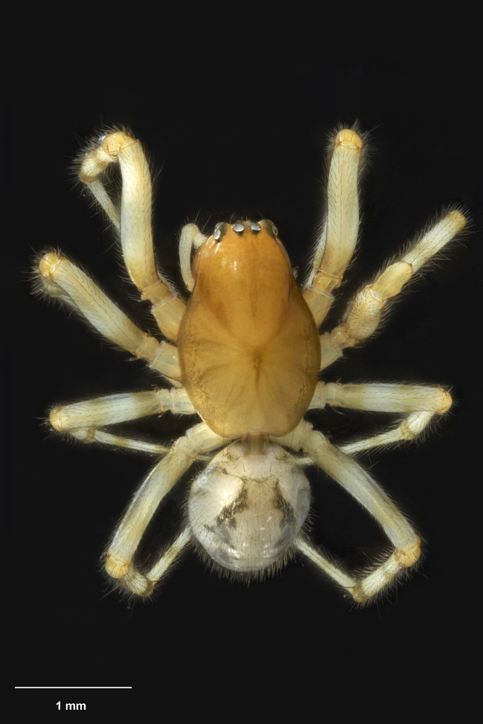 Parafroneta hirsuta
