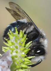 Andrena cerasifolii