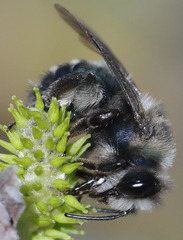 Andrena cerasifolii