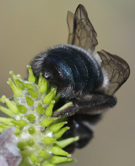Andrena cerasifolii